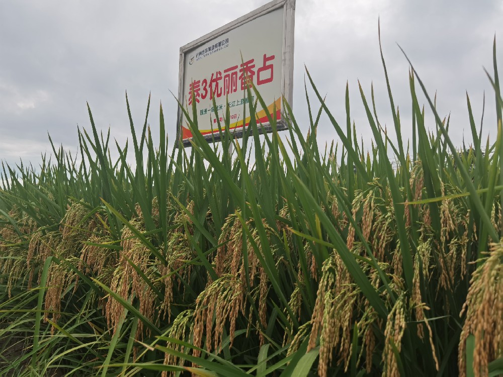 泰3優(yōu)麗香占