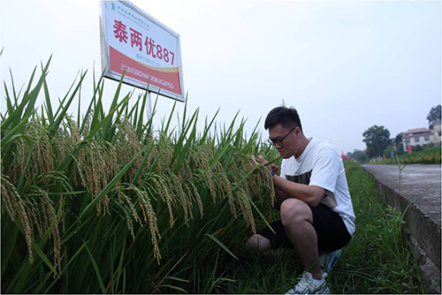 泰兩優(yōu)887